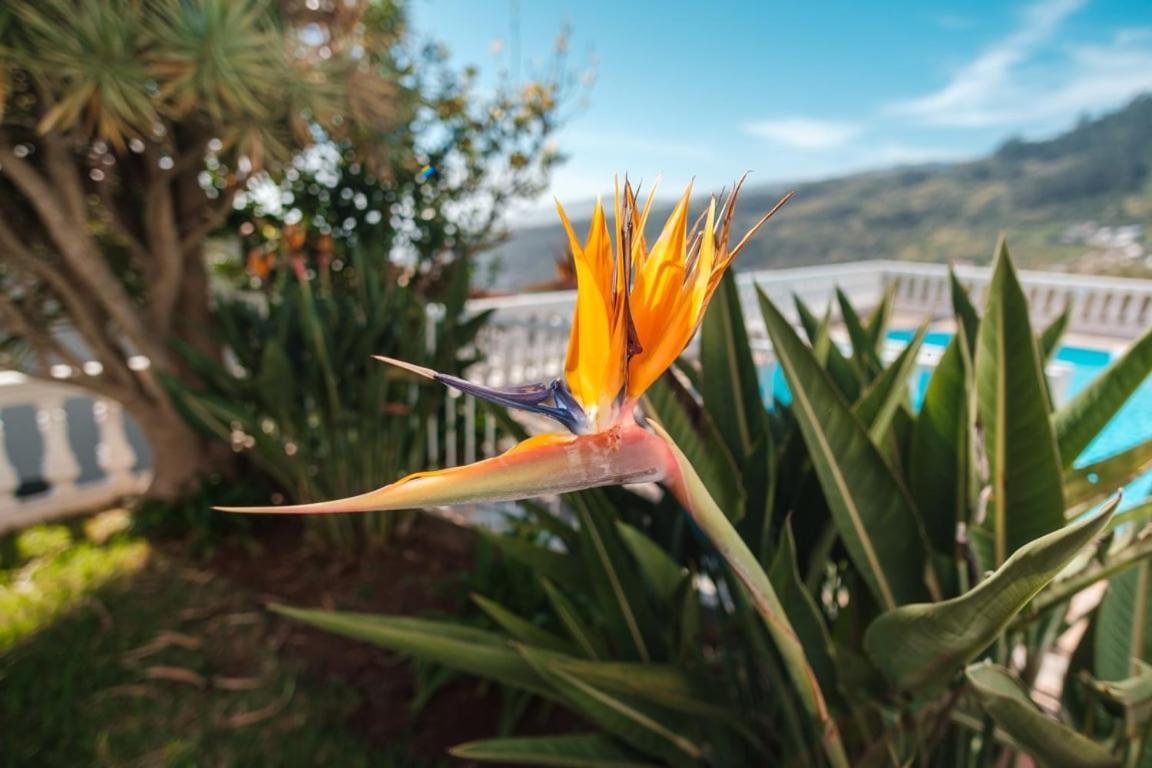 Guestready - Peaceful Paradise In Madeira Arco da Calheta  Exteriér fotografie